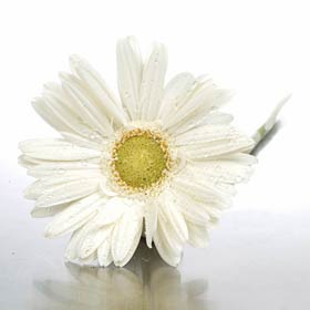 Boxed White Daisy Gerbera's